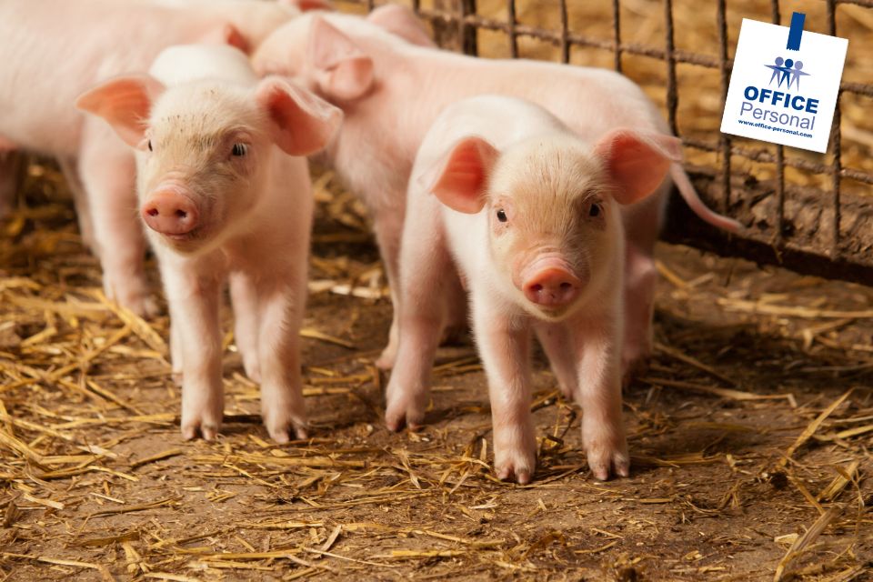 Tierwirt Schweinehaltung. Ferkel, Schweinchen, Tiere